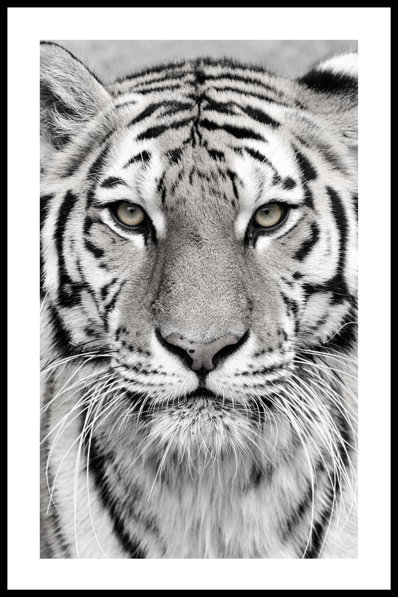 White tiger plakat