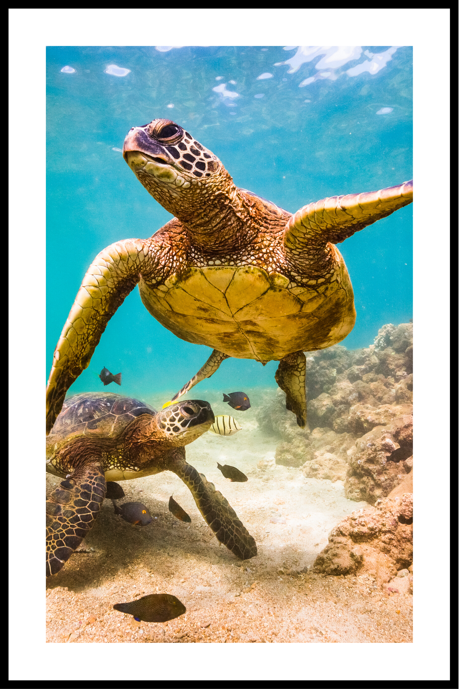 Havskildpadde plakat