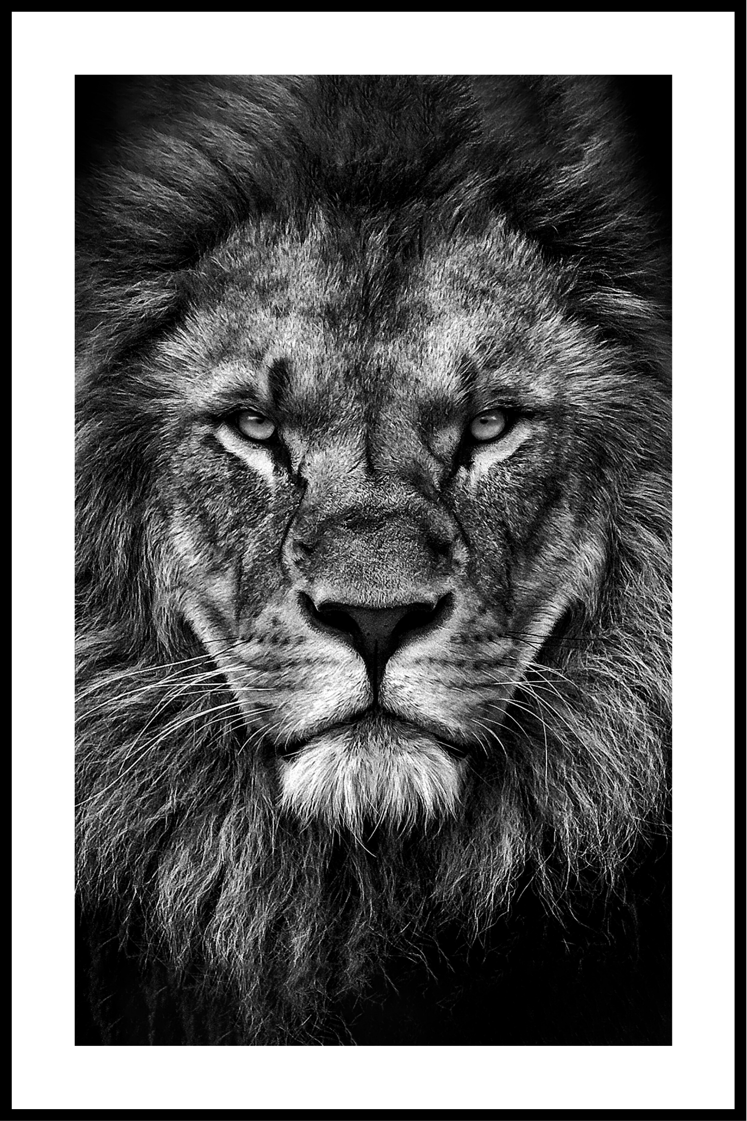 Løve photo plakat
