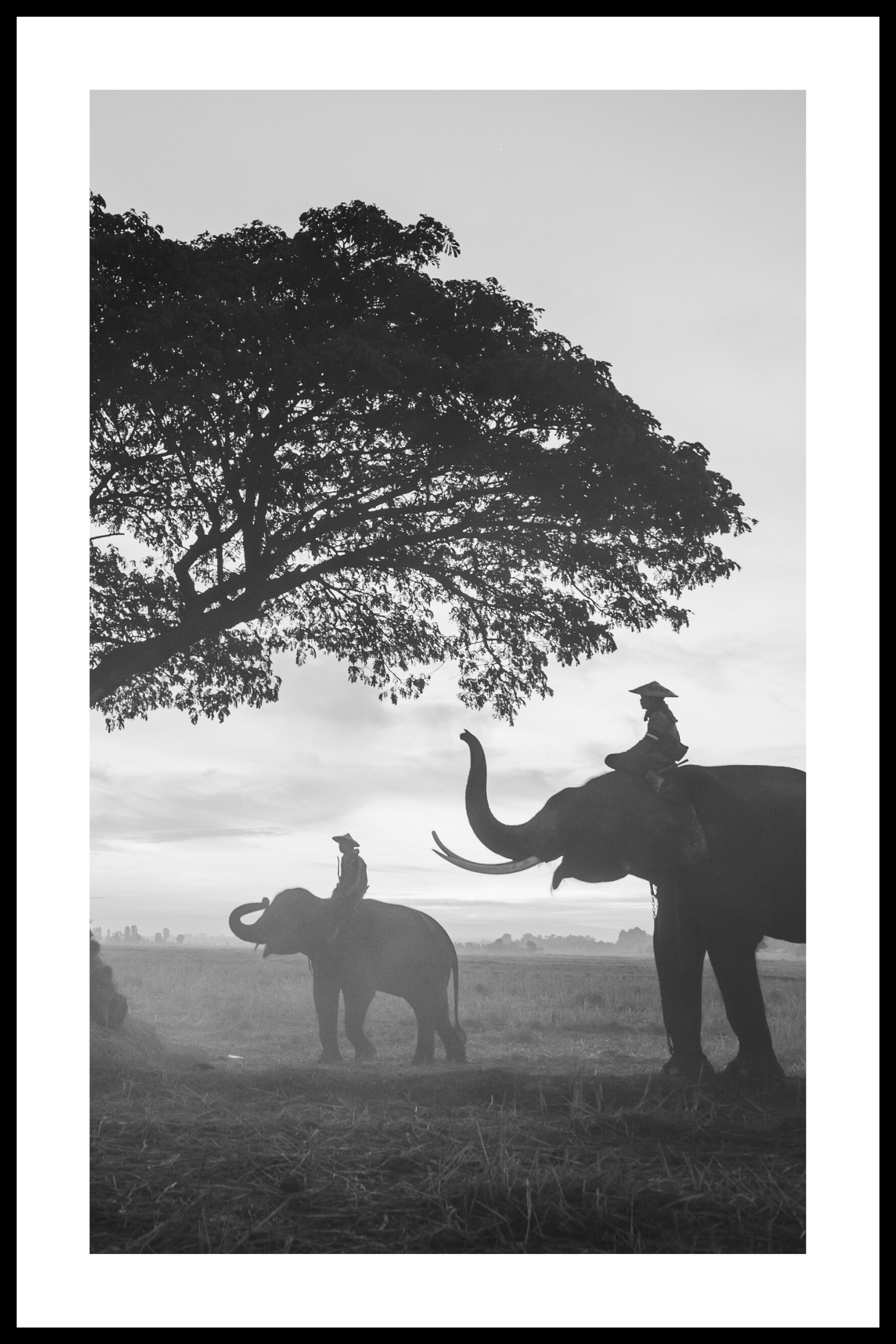The elefants plakat