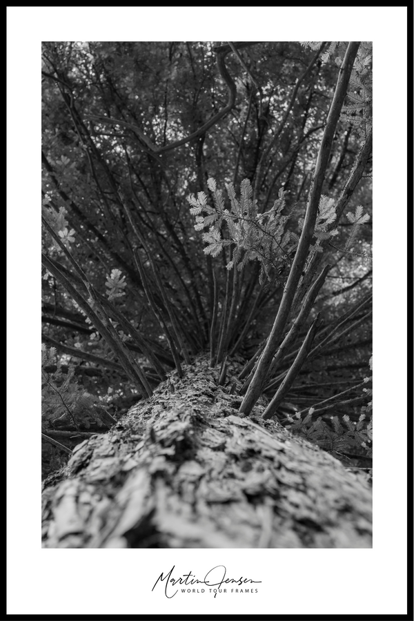 Martin Jensen world tour plakat // The American Treetop