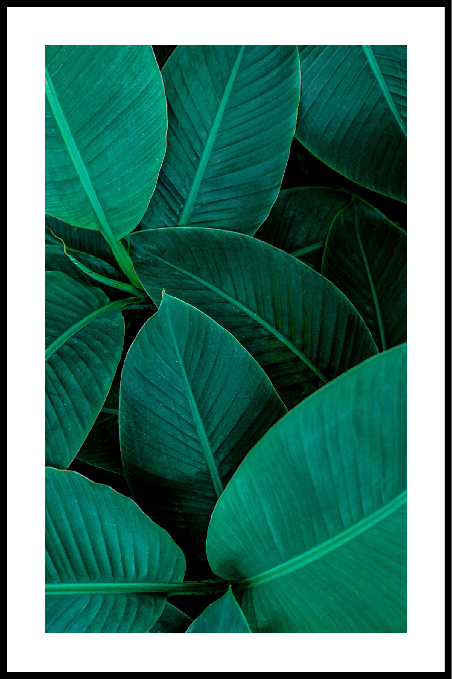 grønne blade med kant plakat