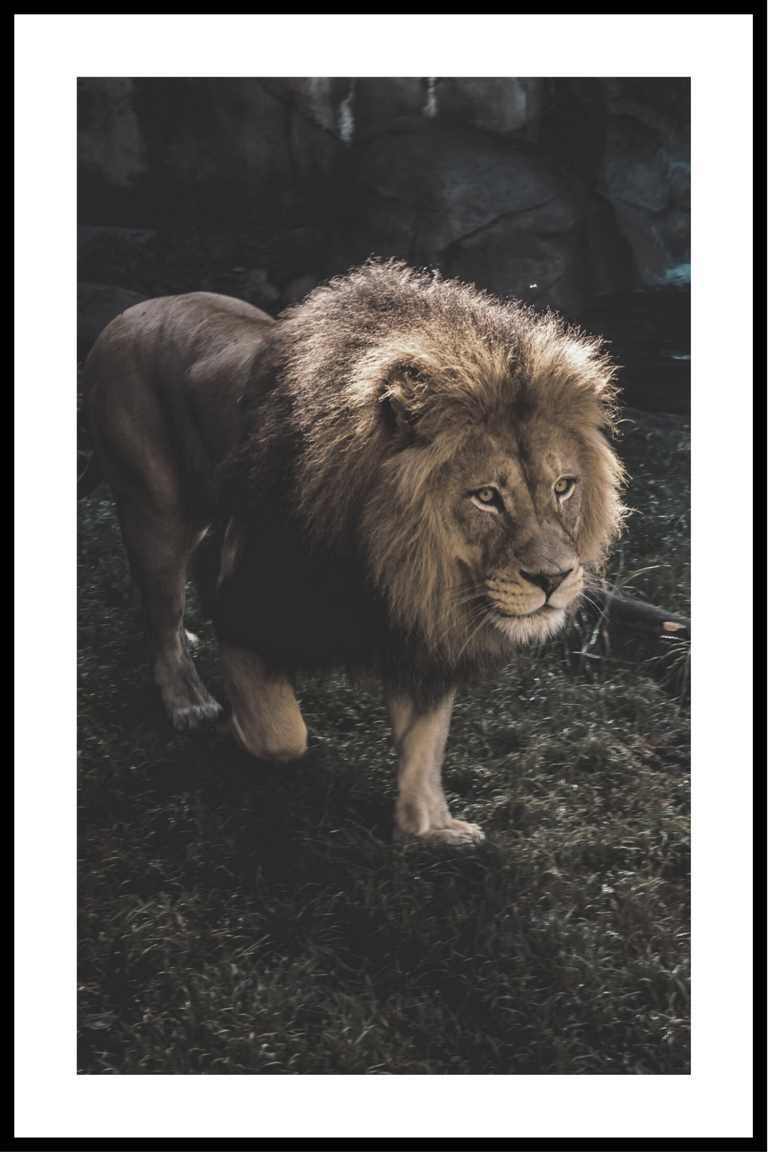 Vandrende Løve plakat