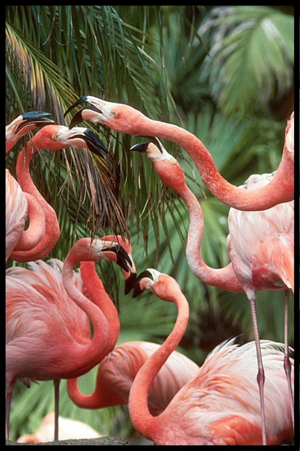 Flamingo flok plakat