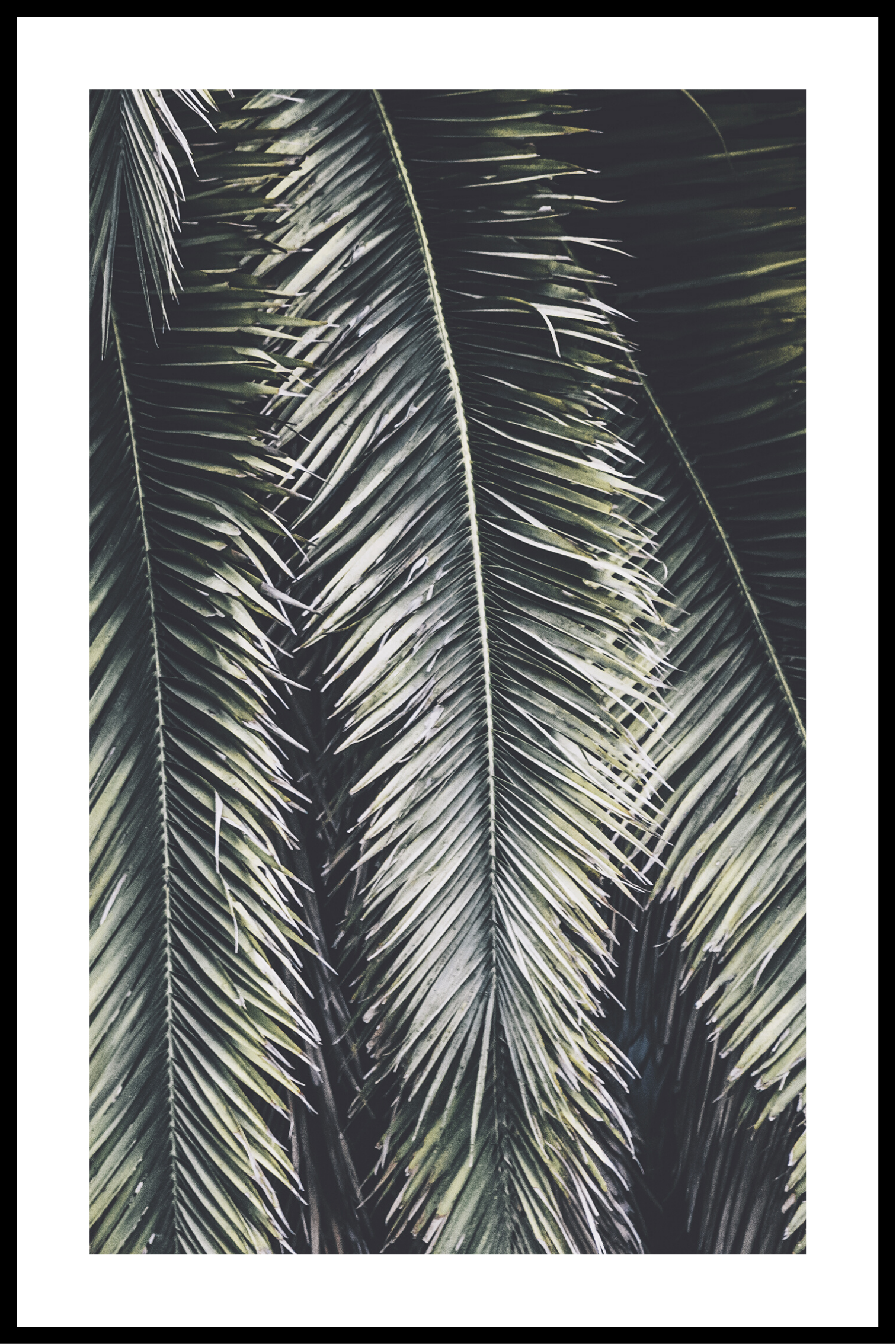 Palm plant plakat
