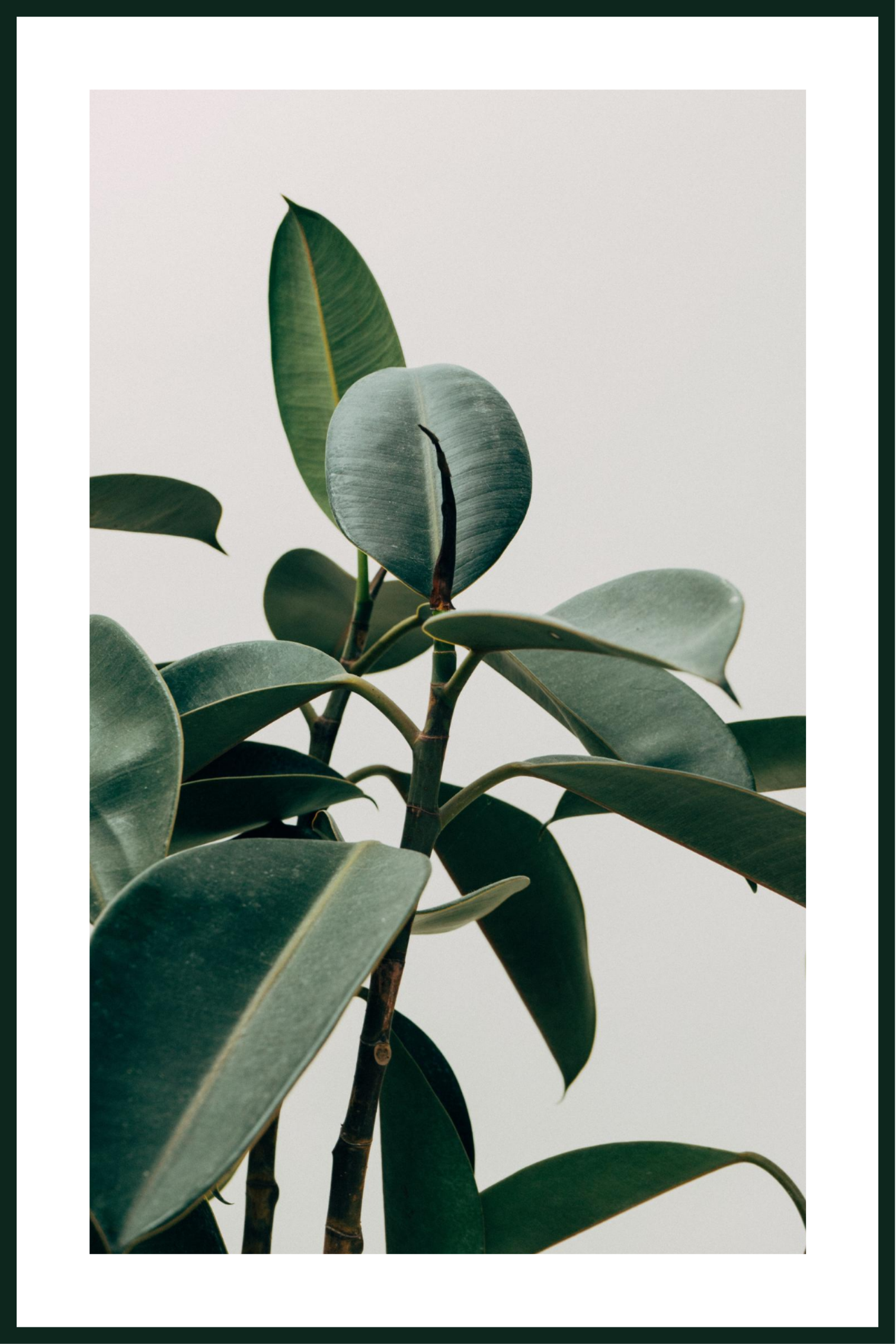 Grøn plante plakat