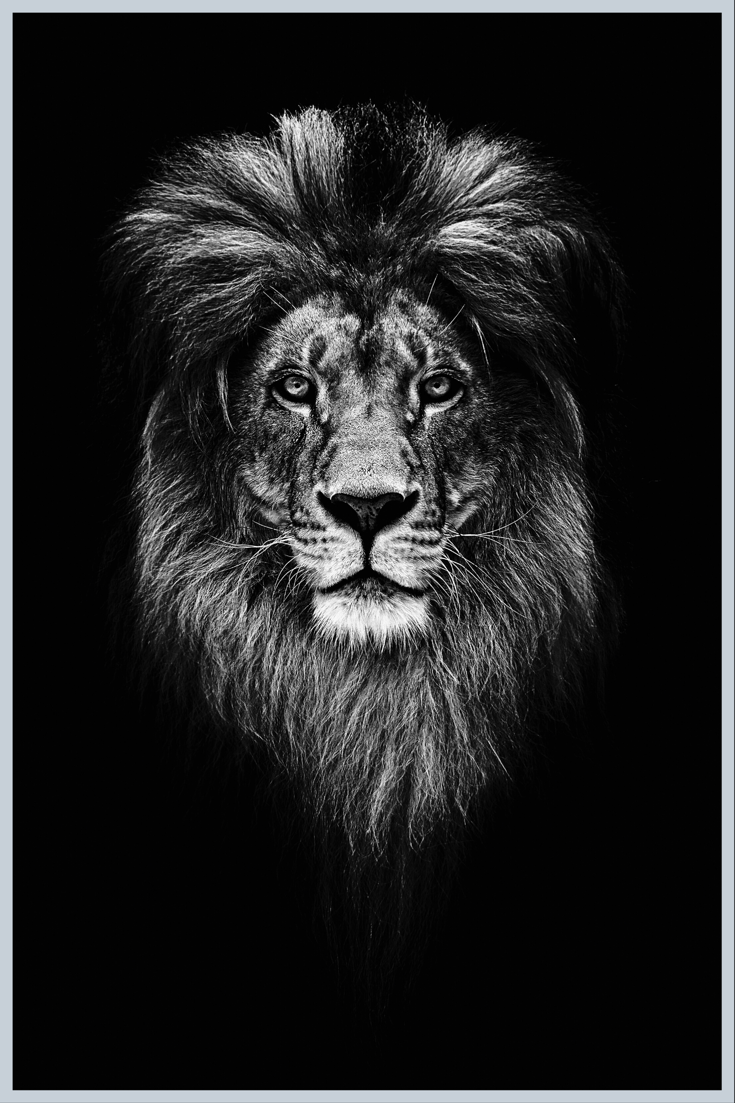 Løvehoved plakat