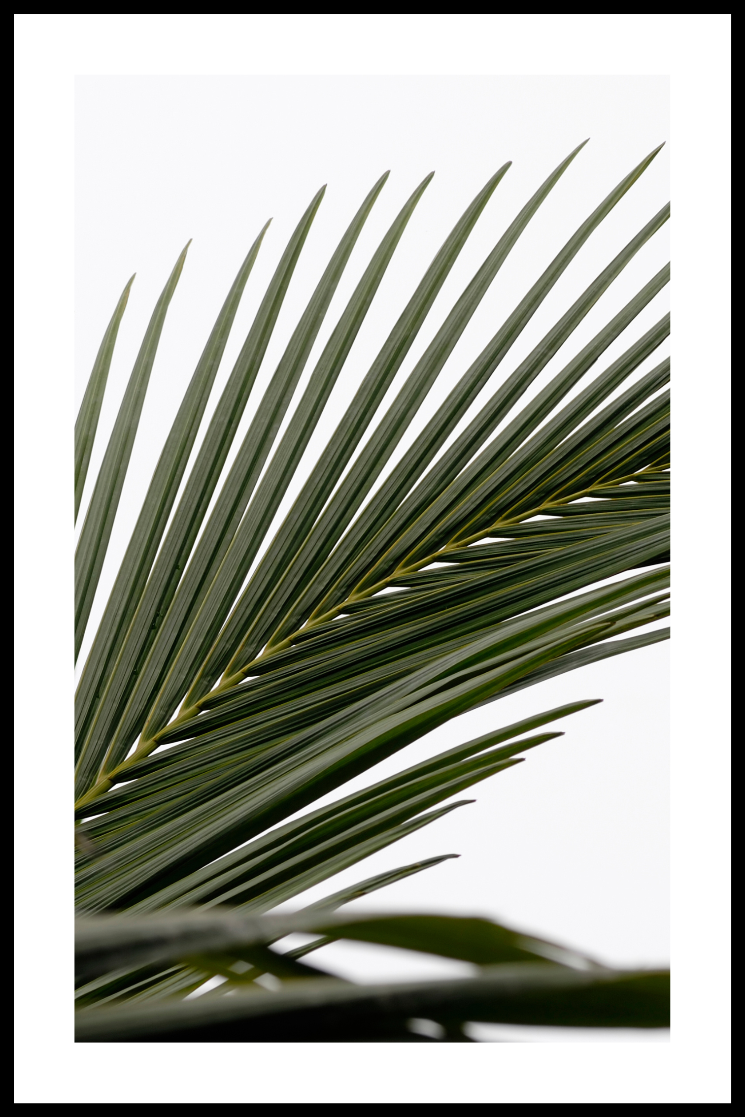Palms plakat