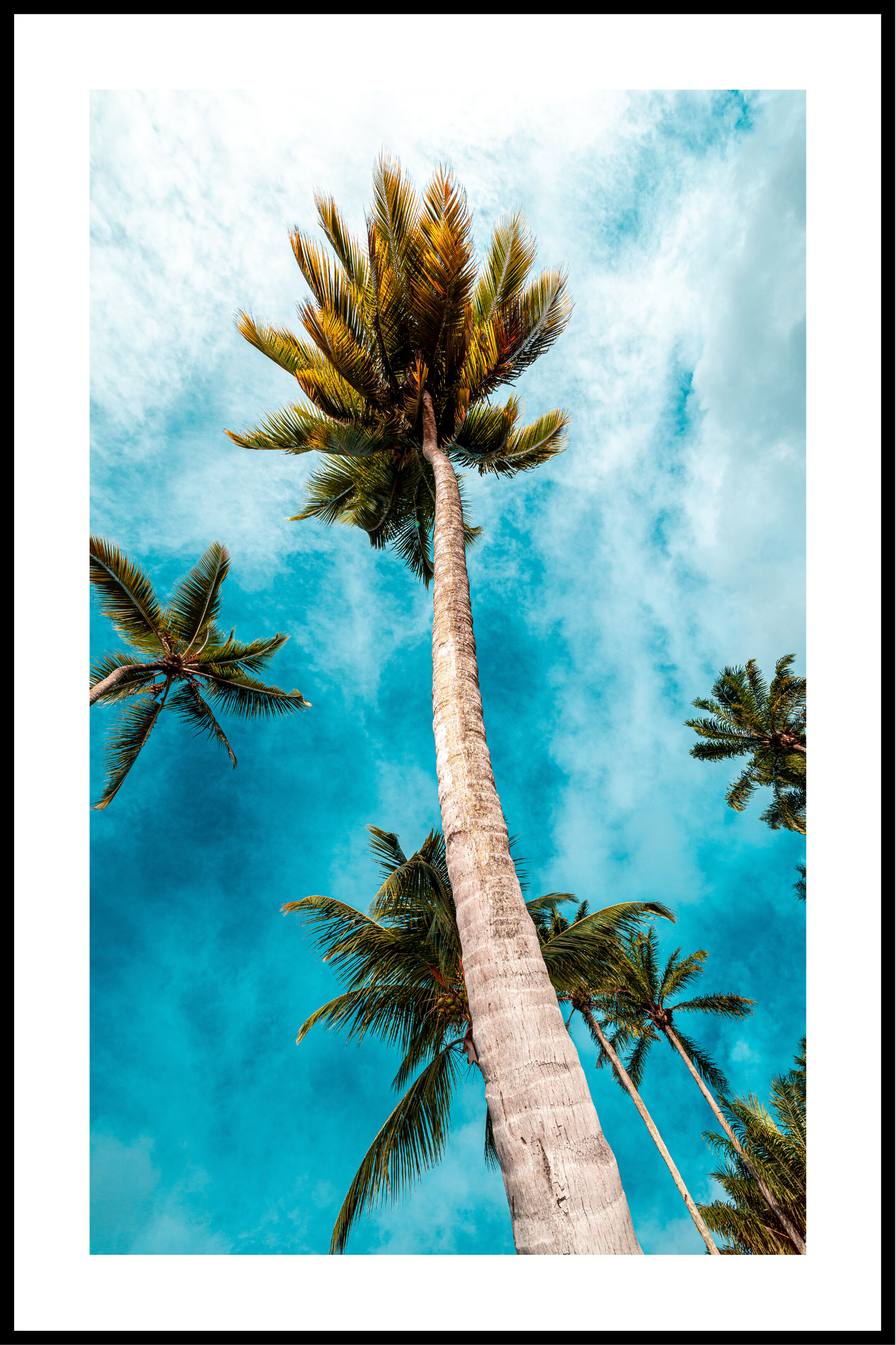 Palmetræer plakat