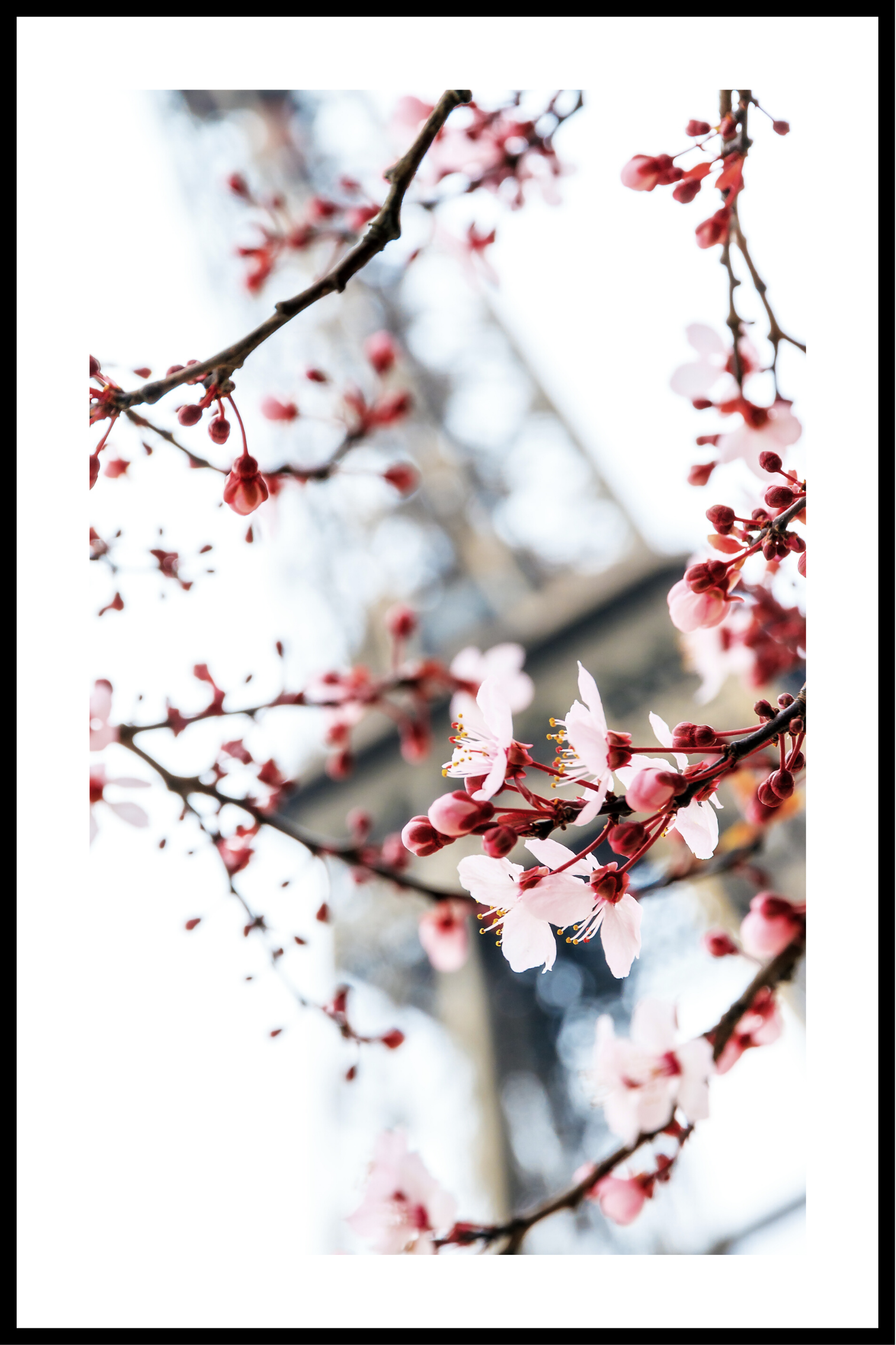 Kirsebærtræ i Paris plakat