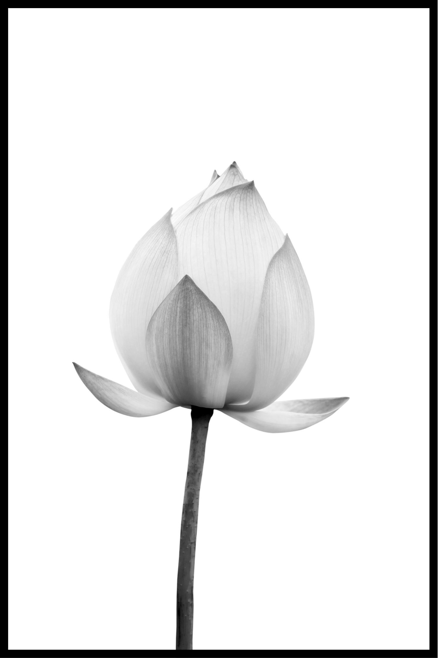 Blomst hvid og sort plakat