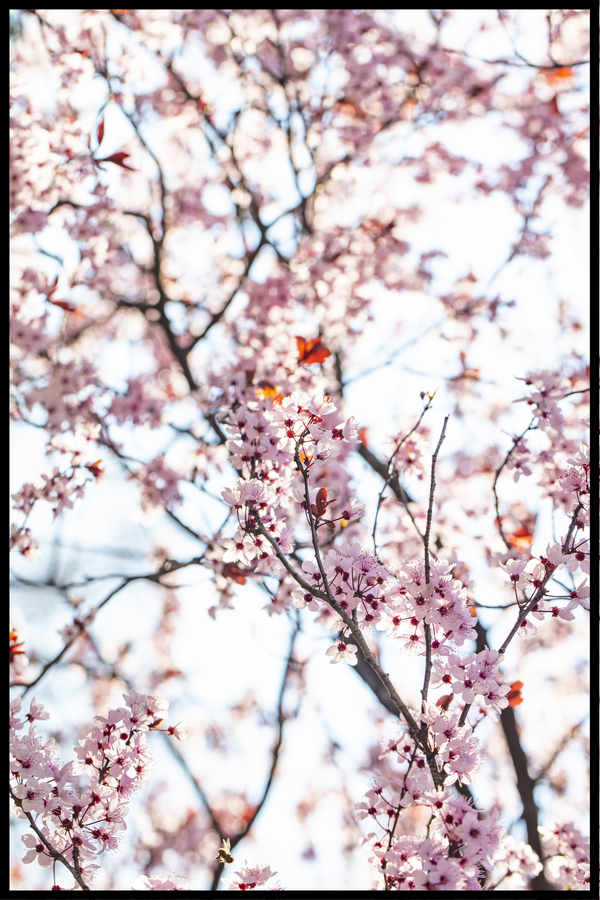 Kirsebærtræ plakat