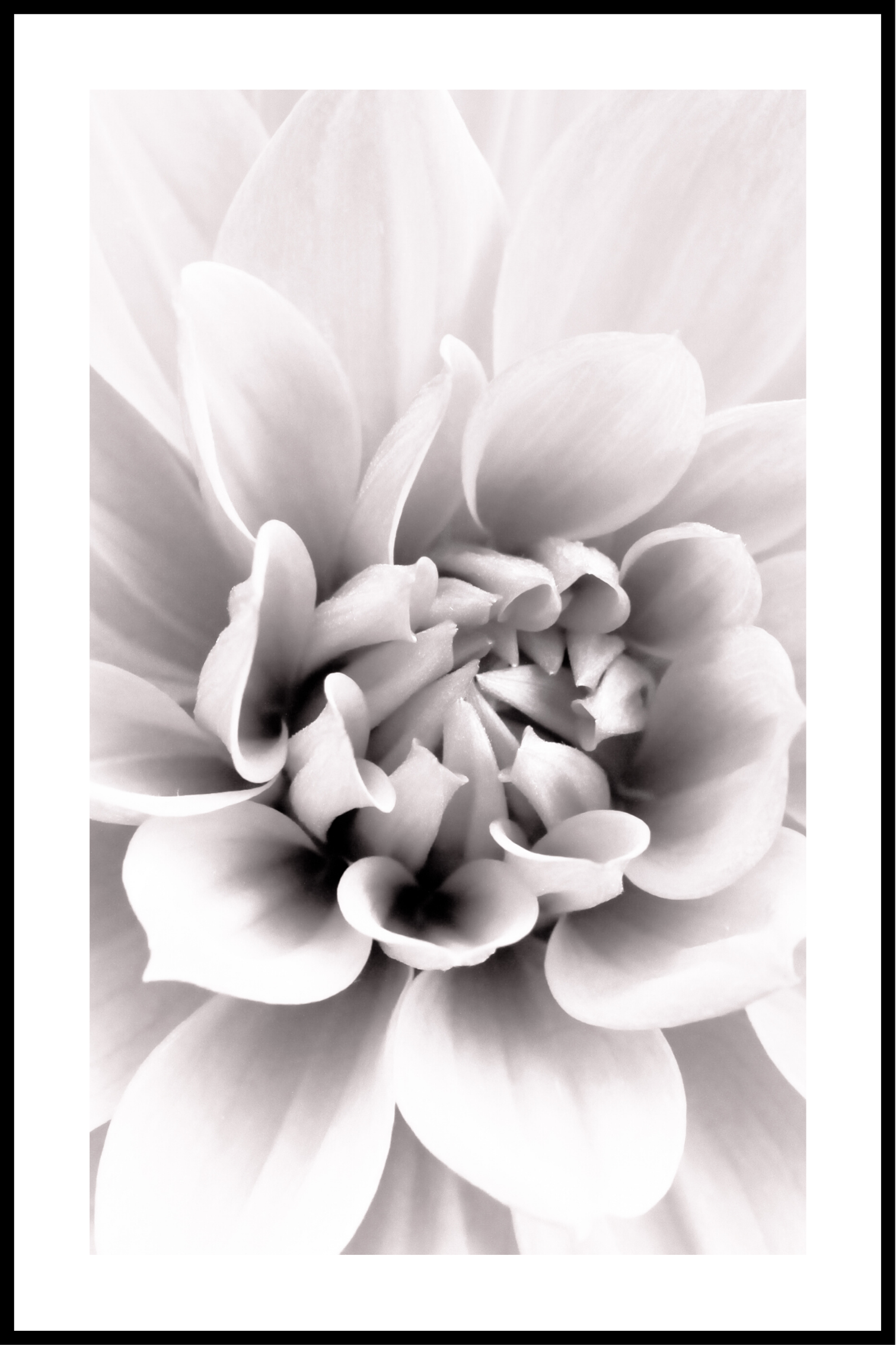 Blomst hvid kant plakat